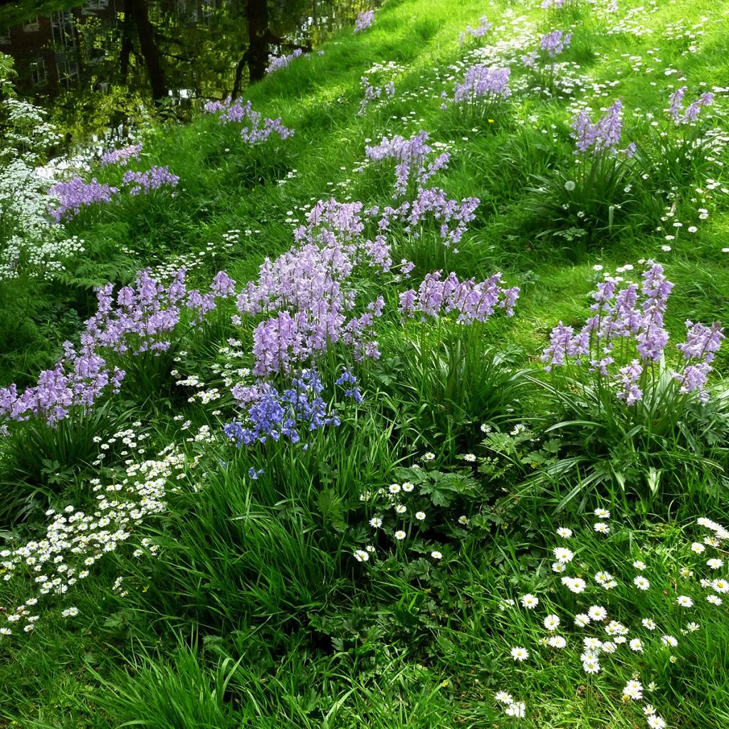 Hyacinthoides hispanica Mix - Giacinto a campanelle