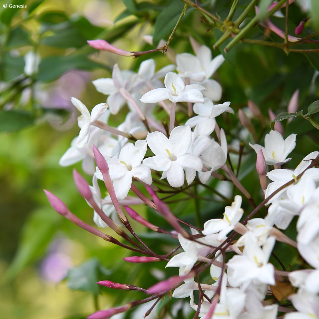 Jasminum Starry Night - Gelsomino