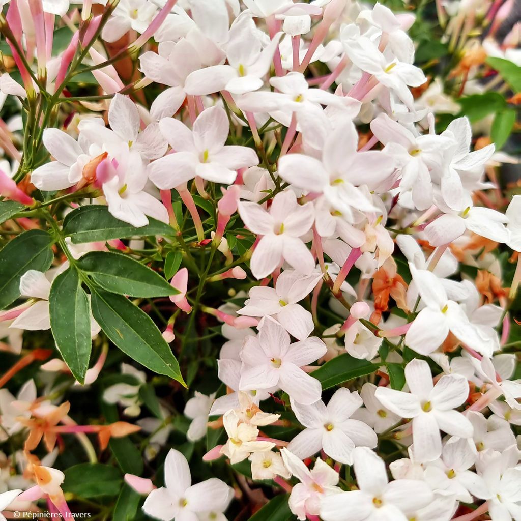 Jasminum Starry Night - Gelsomino