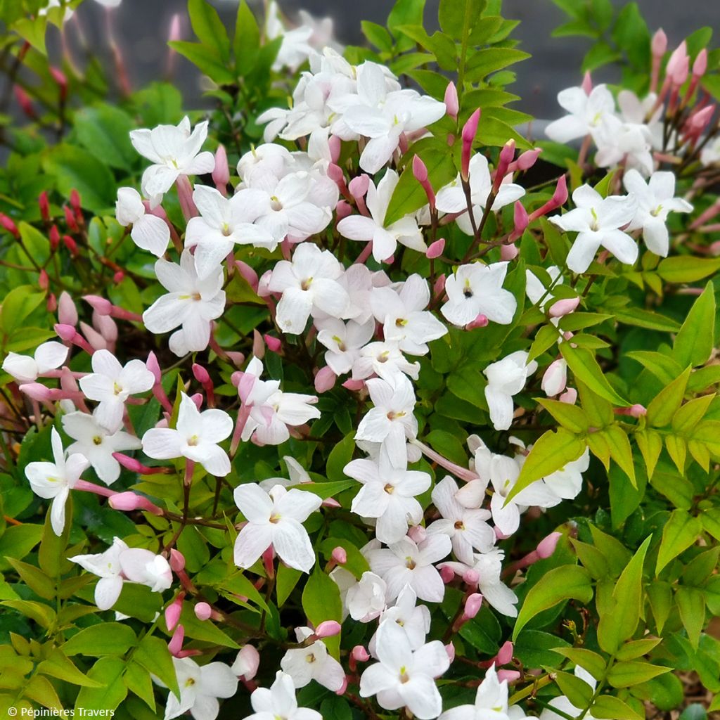 Jasminum Starry Night - Gelsomino