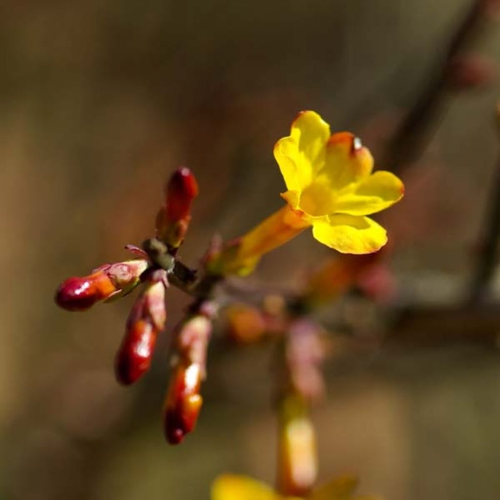 Jasminum nudiflorum - Gelsomino d'inverno