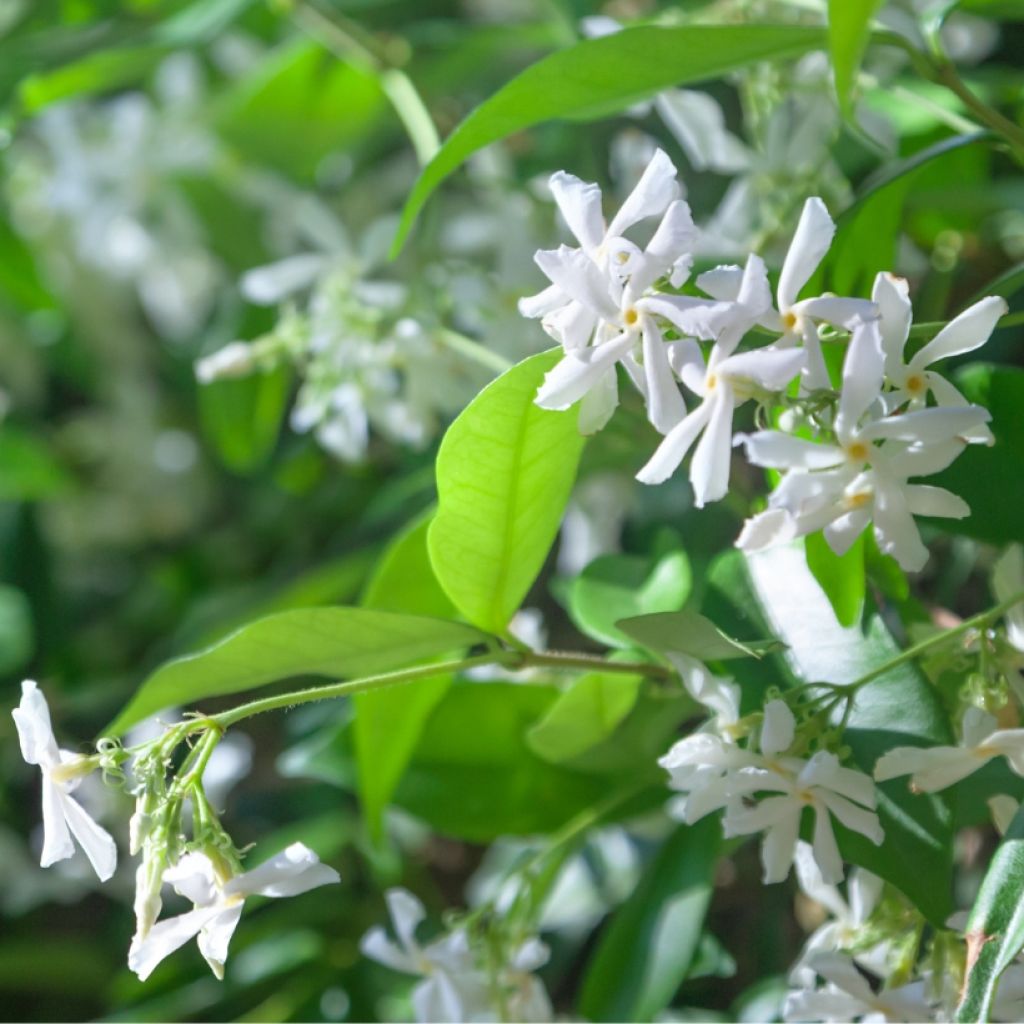 Trachelospermum jasminoides - Falso gelsomino