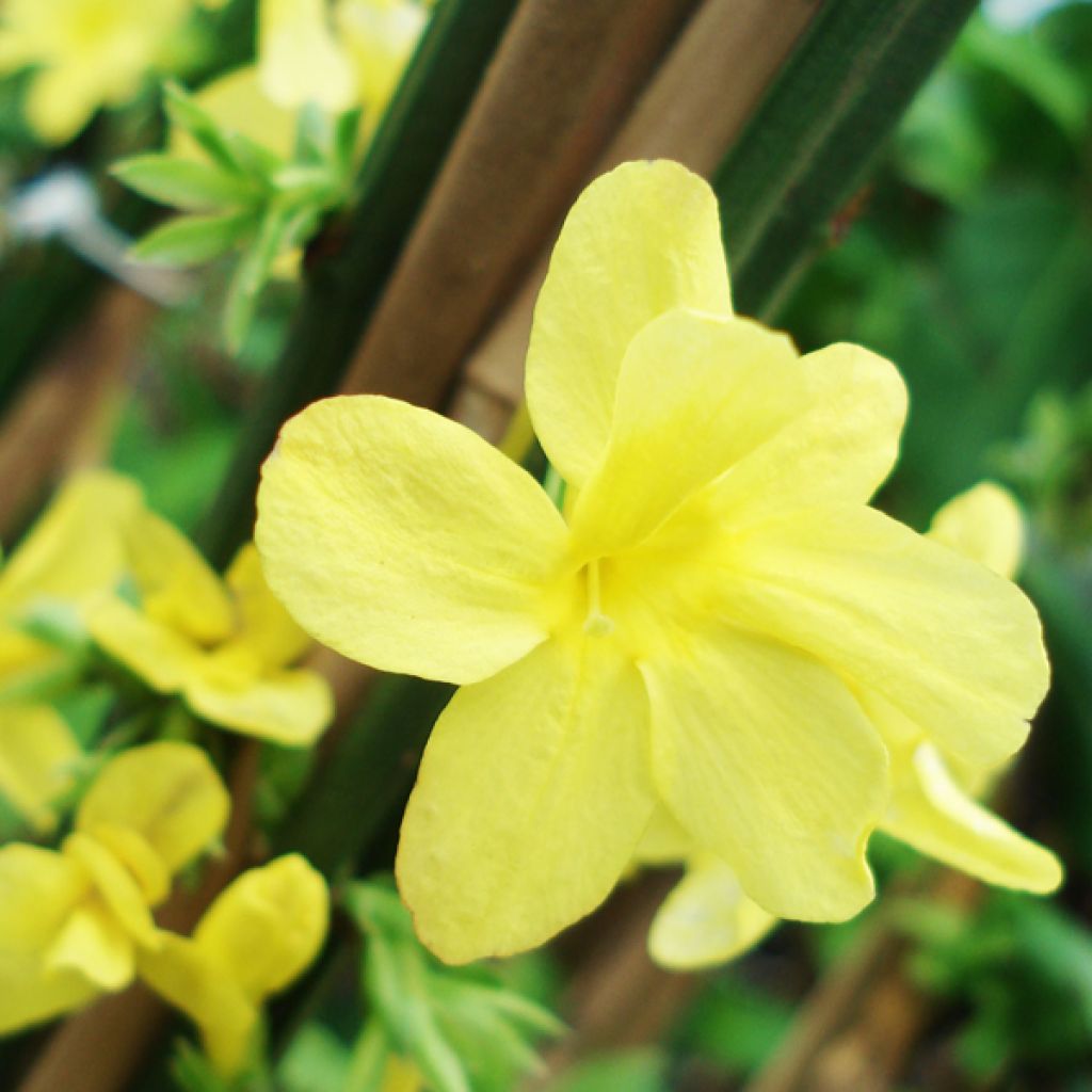 Jasminum nudiflorum - Gelsomino d'inverno