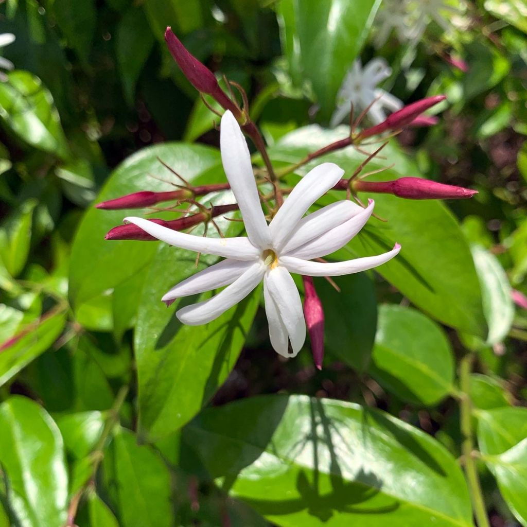 Jasminum nitidum - Jasmin 