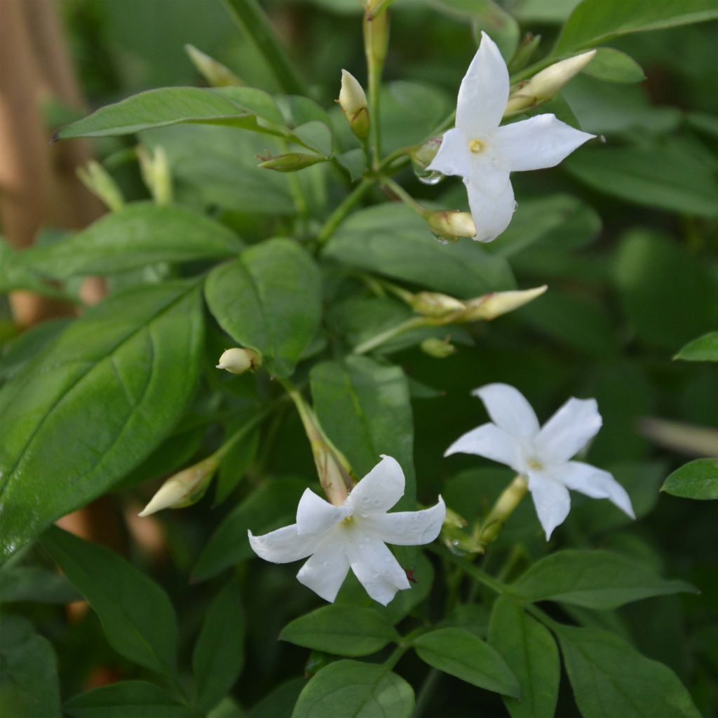 Jasminum officinale - Gelsomino comune