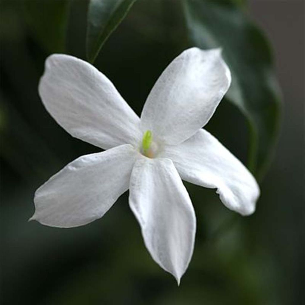 Jasminum officinale - Gelsomino comune