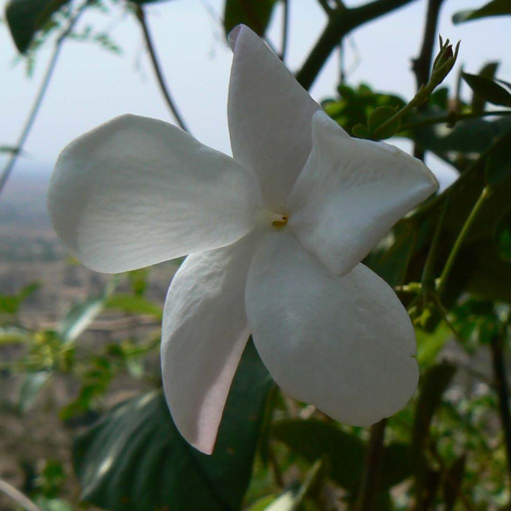 Jasminum officinale - Gelsomino comune