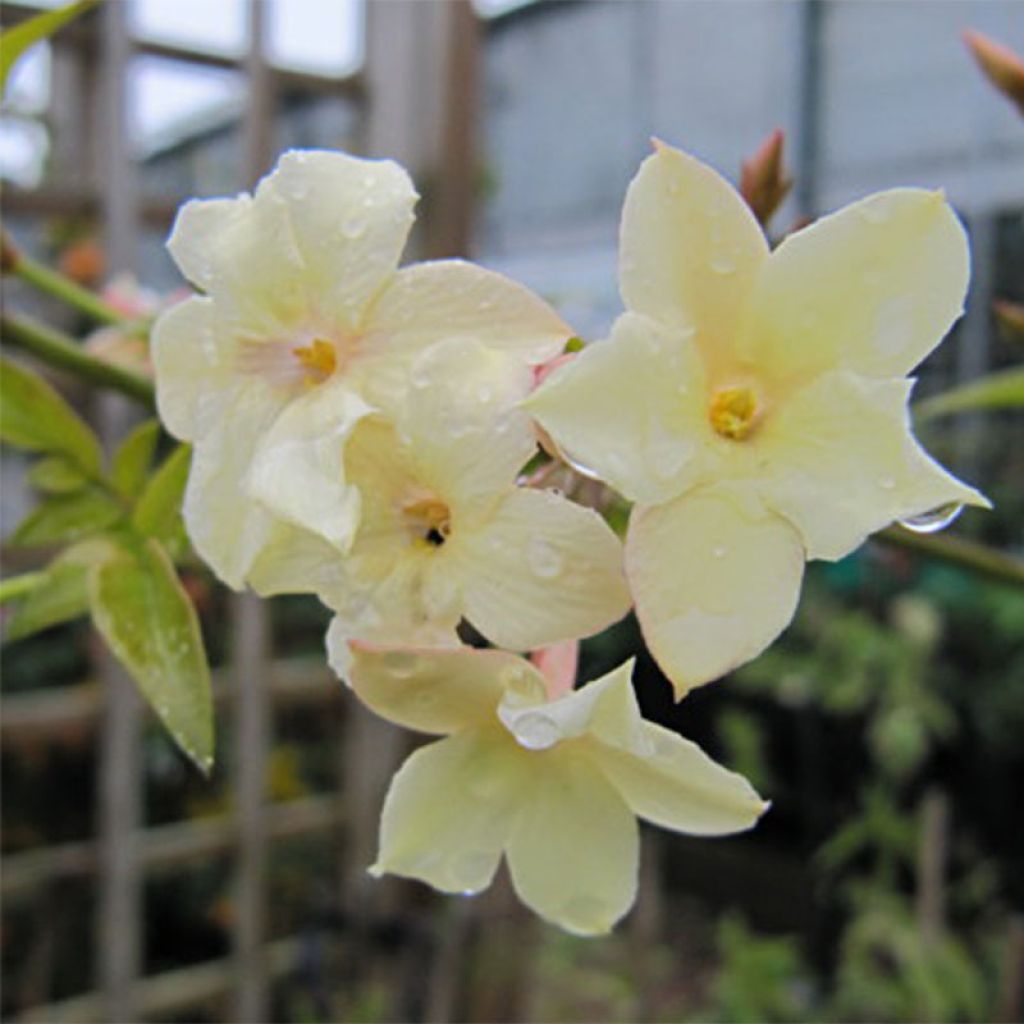 Jasminum officinale Clotted Cream - Gelsomino comune