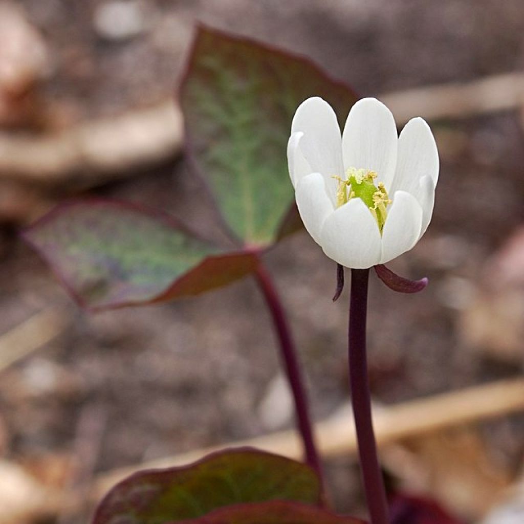 Jeffersonia diphylla