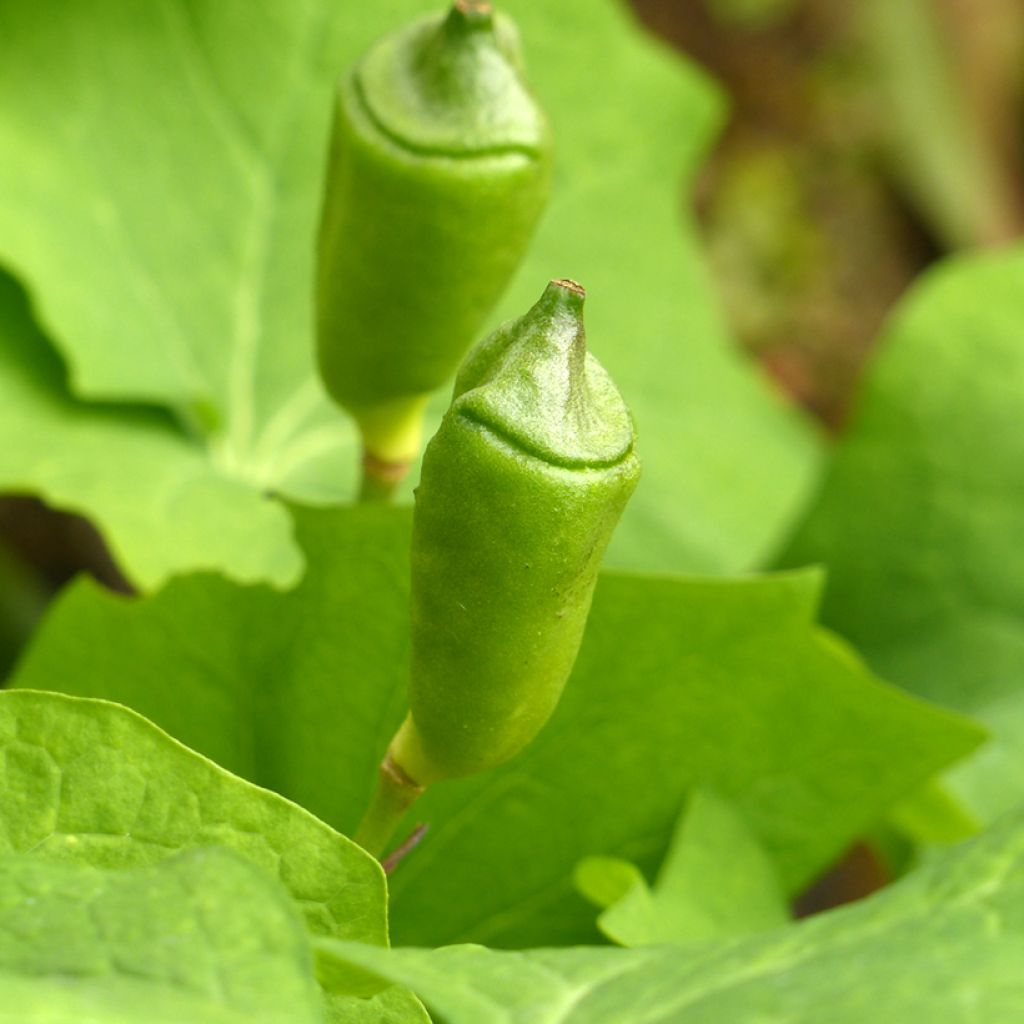 Jeffersonia diphylla