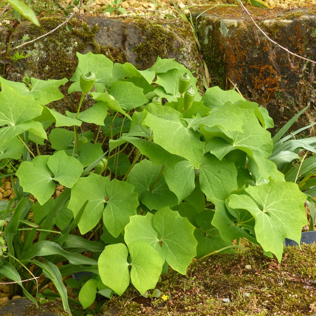 Jeffersonia diphylla