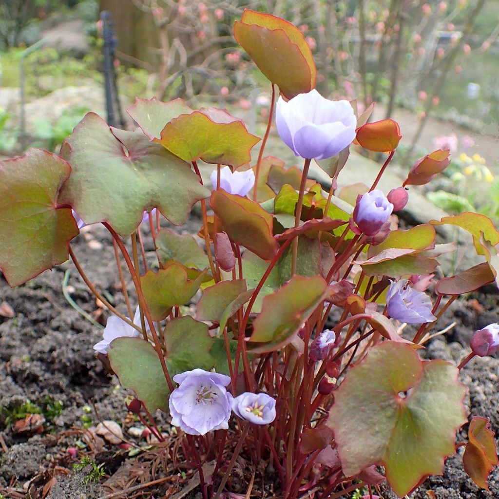 Jeffersonia dubia