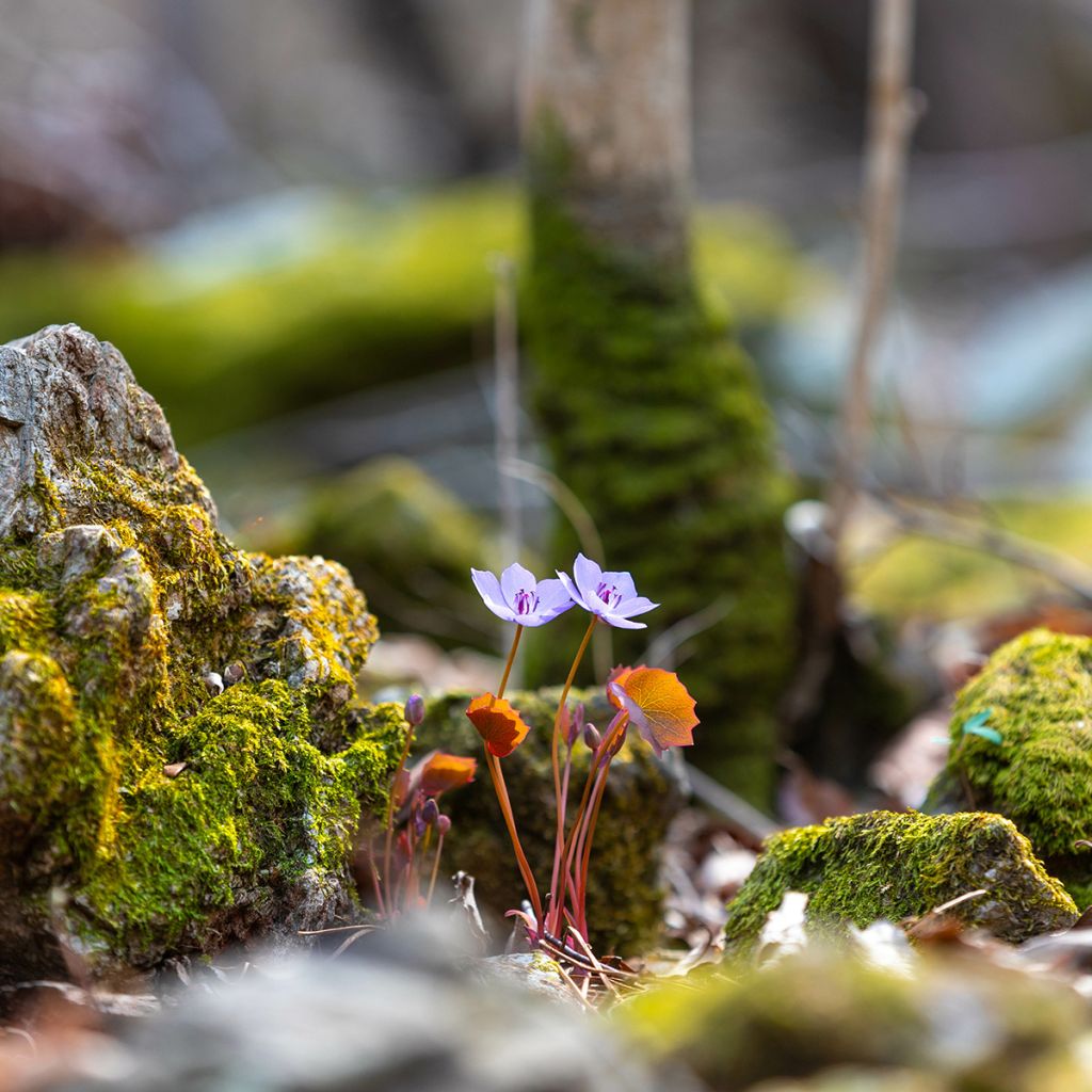 Jeffersonia dubia