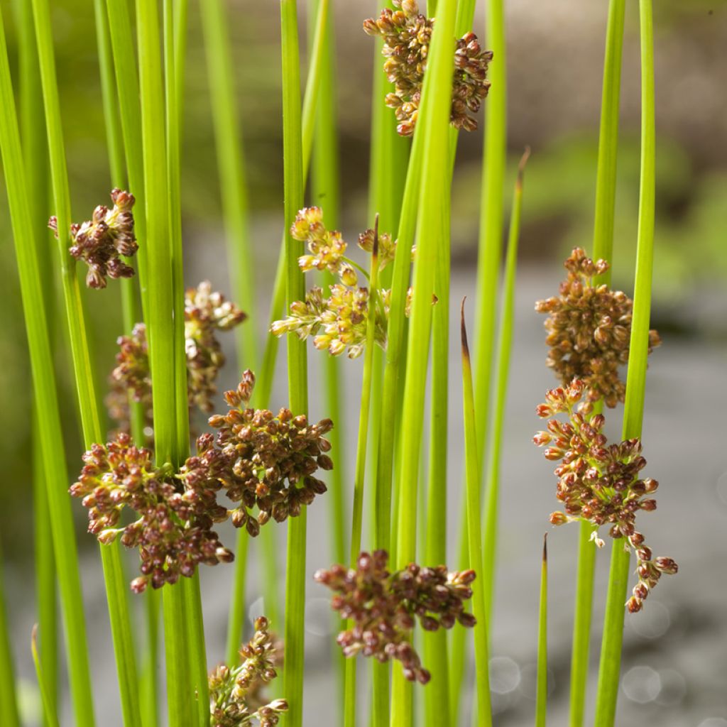 Juncus effusus - Giunco comune