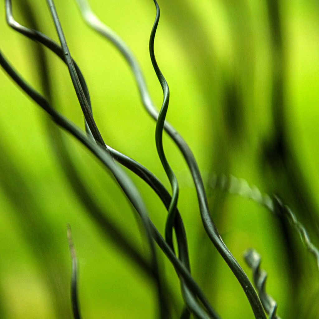 Juncus effusus Spiralis - Giunco cavatappi