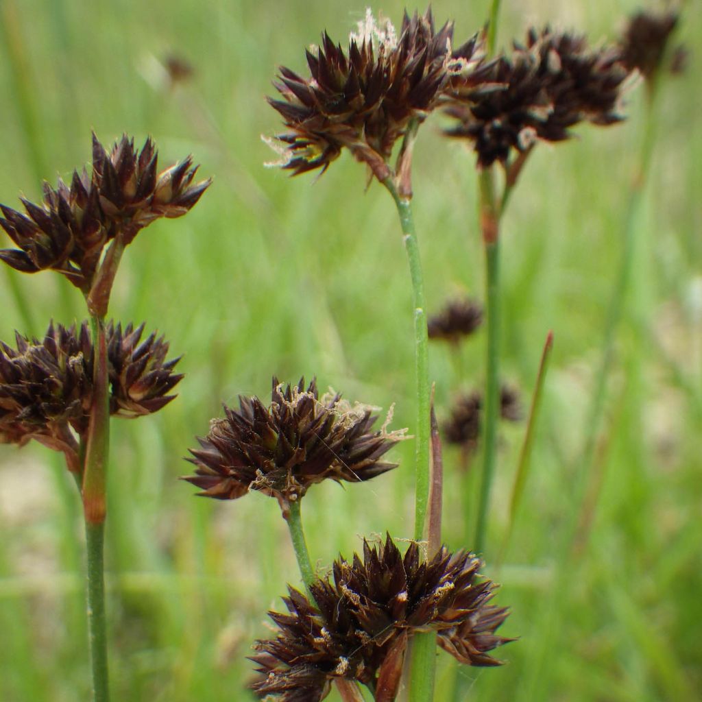 Juncus ensifolius - Giunco a foglie strette