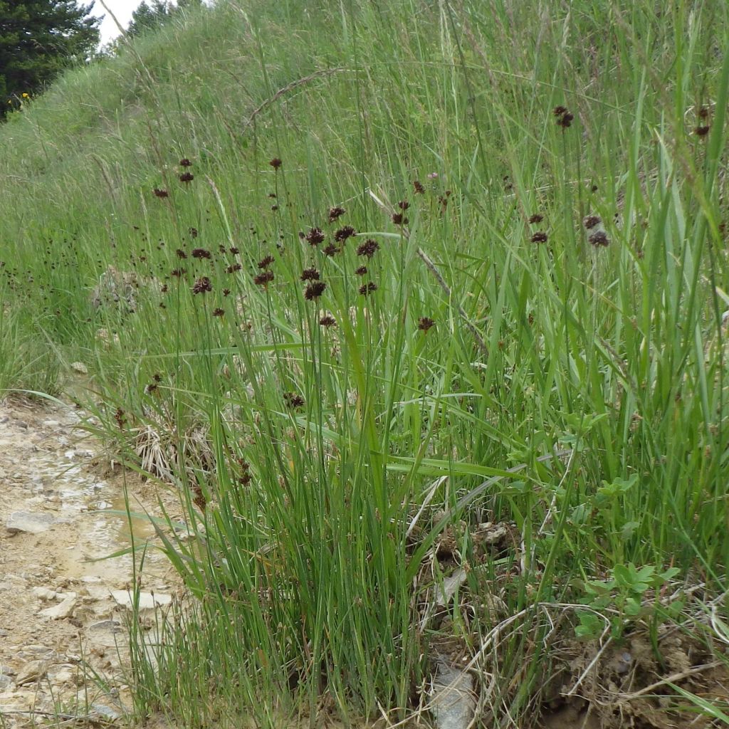 Juncus ensifolius - Giunco a foglie strette