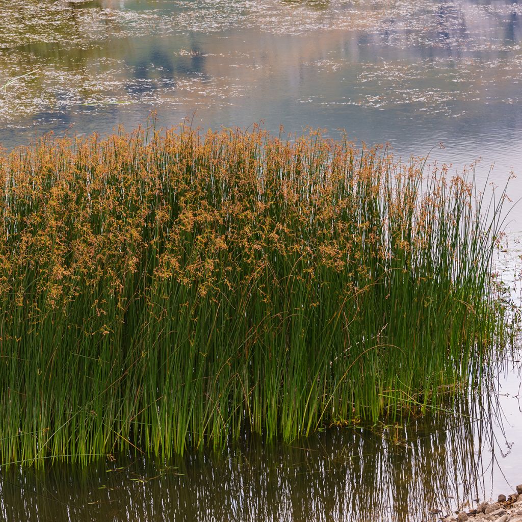 Juncus inflexus - Giunco tenace