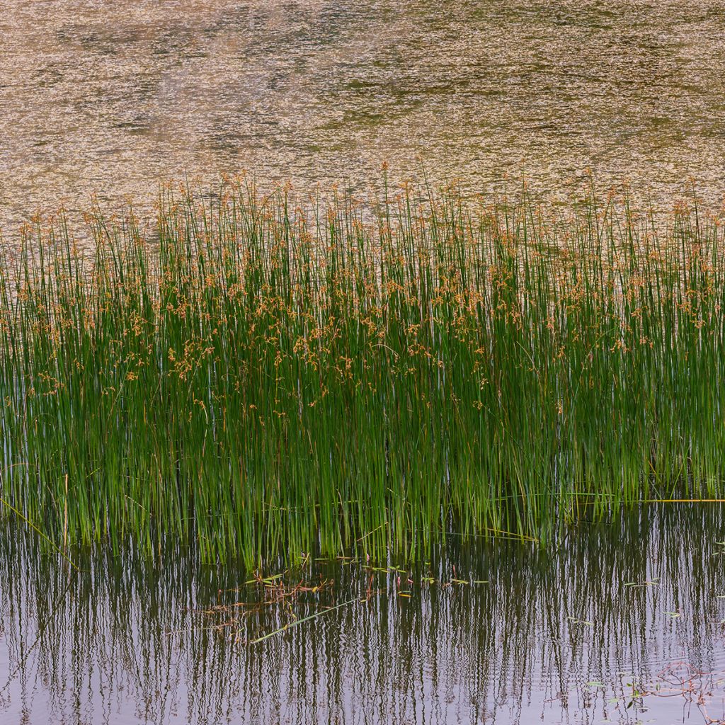 Juncus inflexus - Giunco tenace