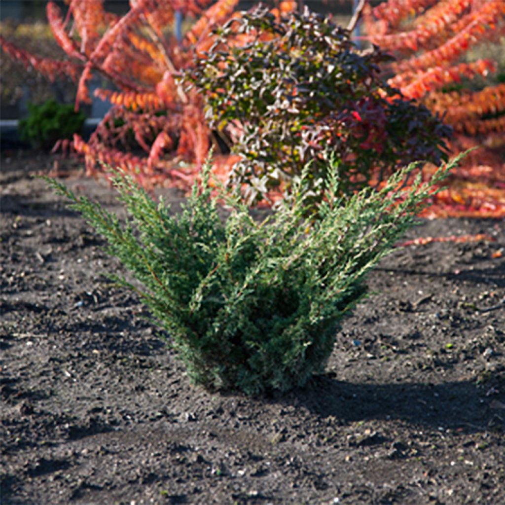 Juniperus chinensis Blaauw - Ginepro cinese