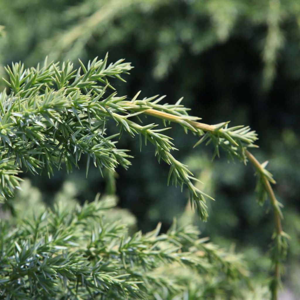 Juniperus chinensis Blue Alps