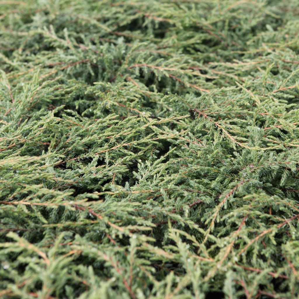 Juniperus communis Repanda - Genévrier commun.