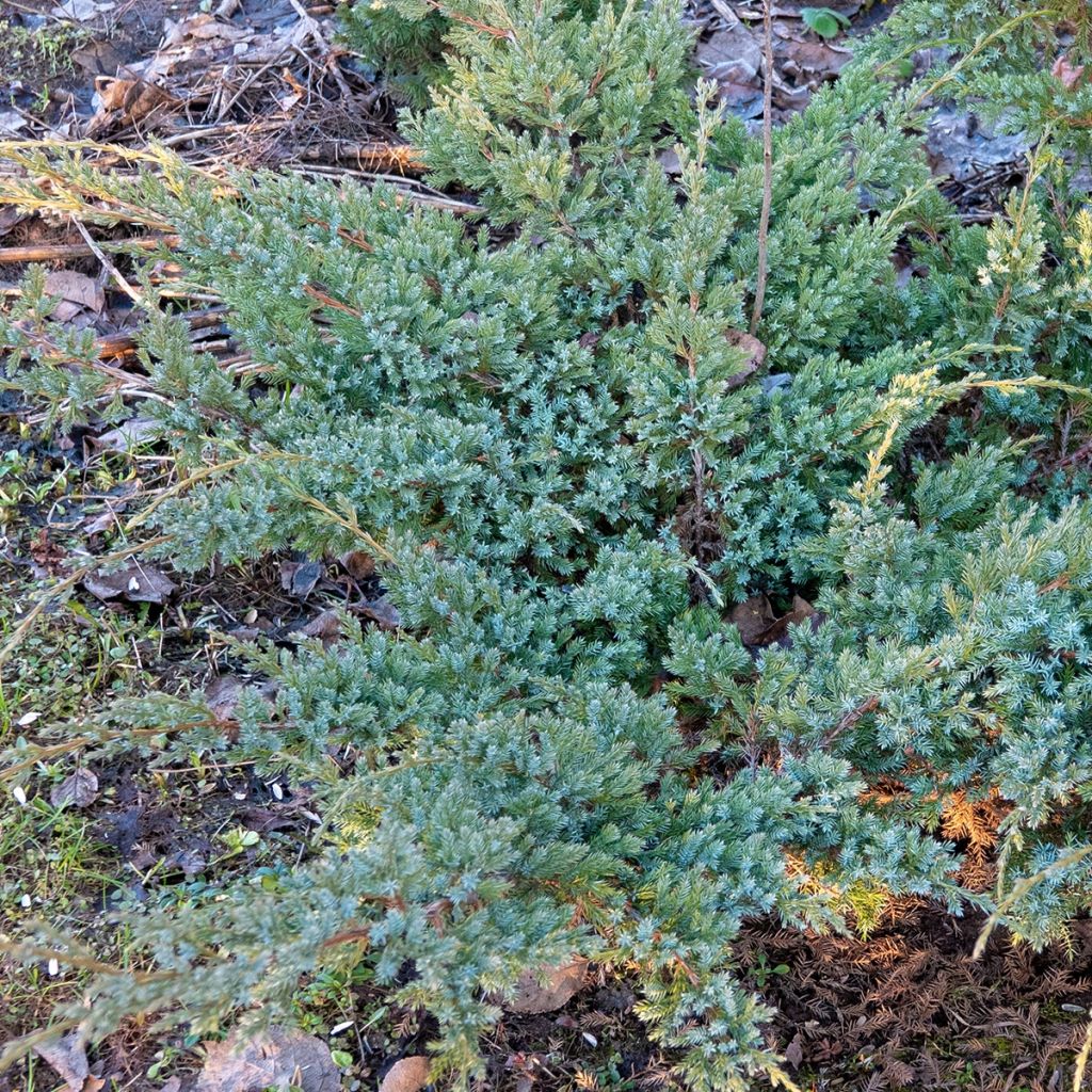 Genévrier horizontal - Juniperus horizontalis Jade River