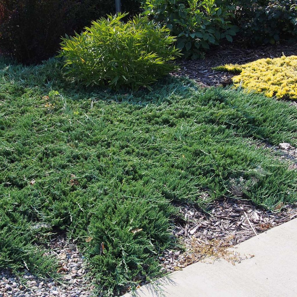 Juniperus horizontalis Wiltonii - Genévrier rampant 