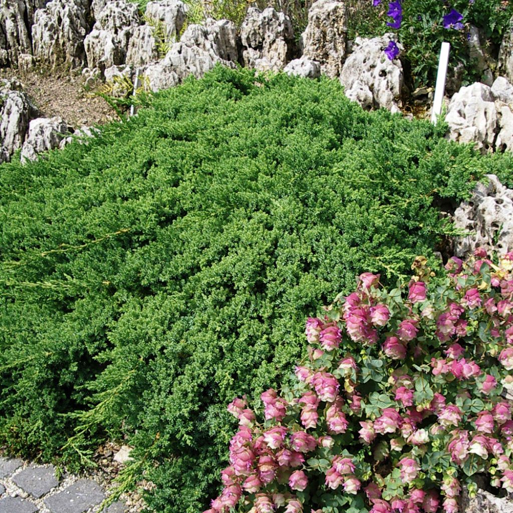 Genévrier rampant - Juniperus procumbens Nana