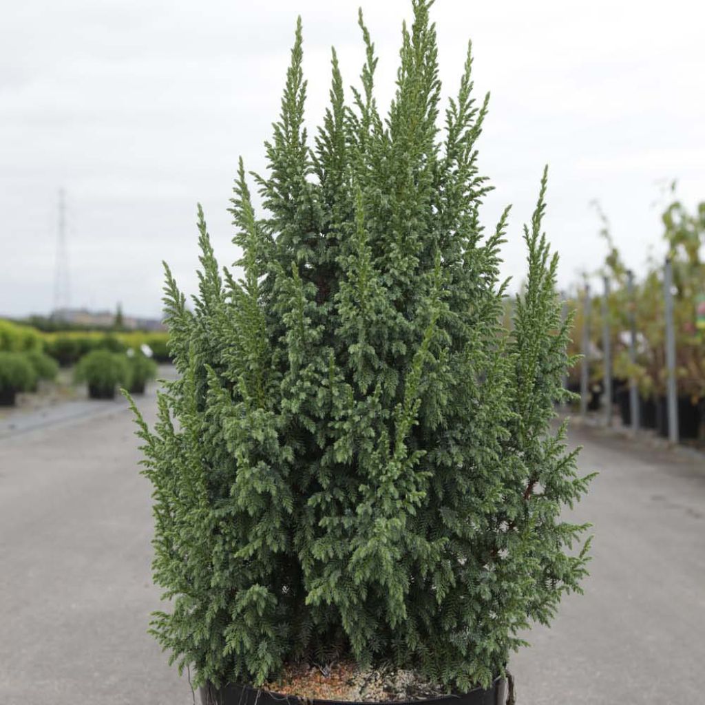 Juniperus squamata Loderi - Genévrier écailleux