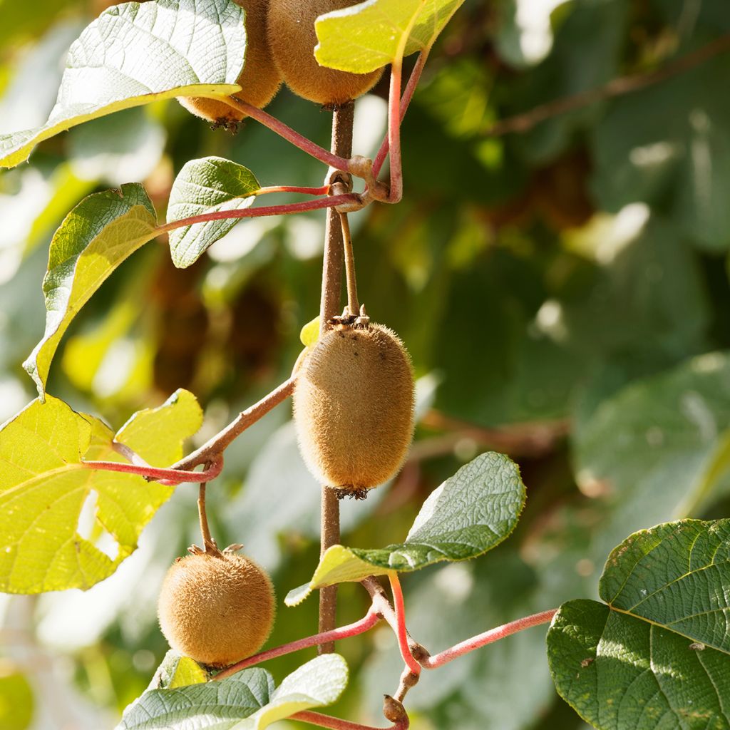 Kiwi Actinidia deliciosa Petit Homme