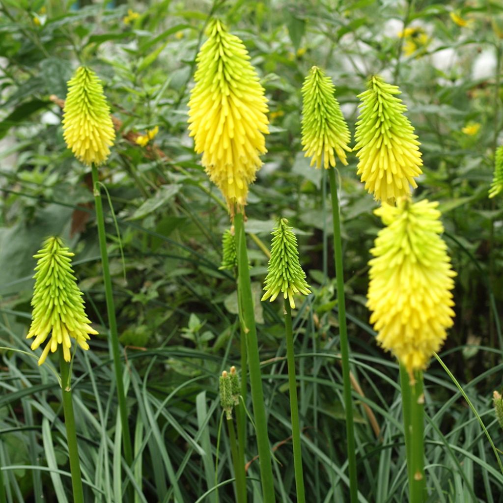 Kniphofia Bees Lemon - Giglio della torcia