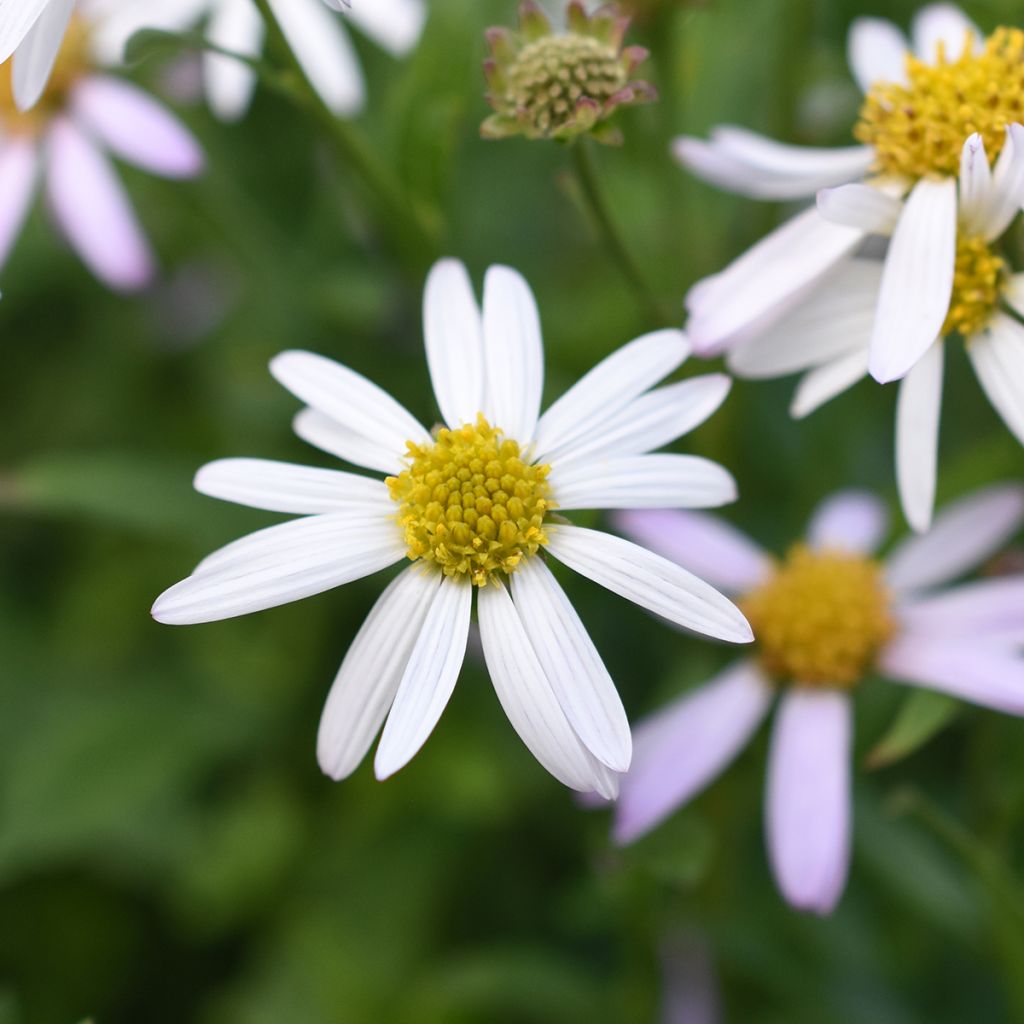 Kalimeris incisa Alba - Aster giapponese