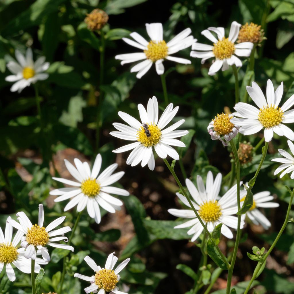 Kalimeris incisa Alba - Aster giapponese