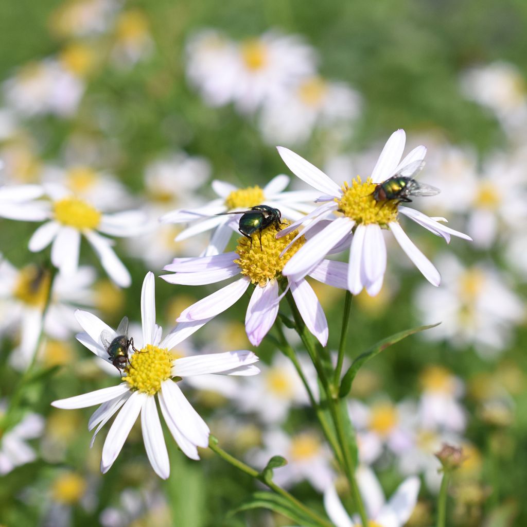 Kalimeris incisa Alba - Aster giapponese