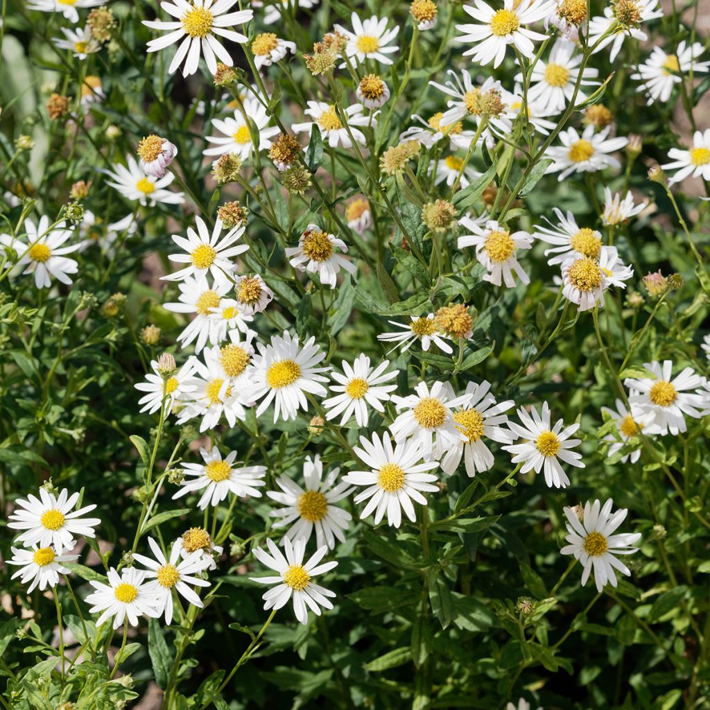 Kalimeris incisa Alba - Aster giapponese