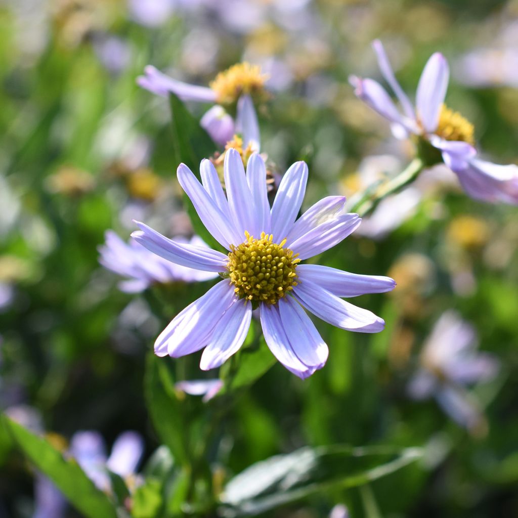 Kalimeris incisa Blue Star - Aster giapponese