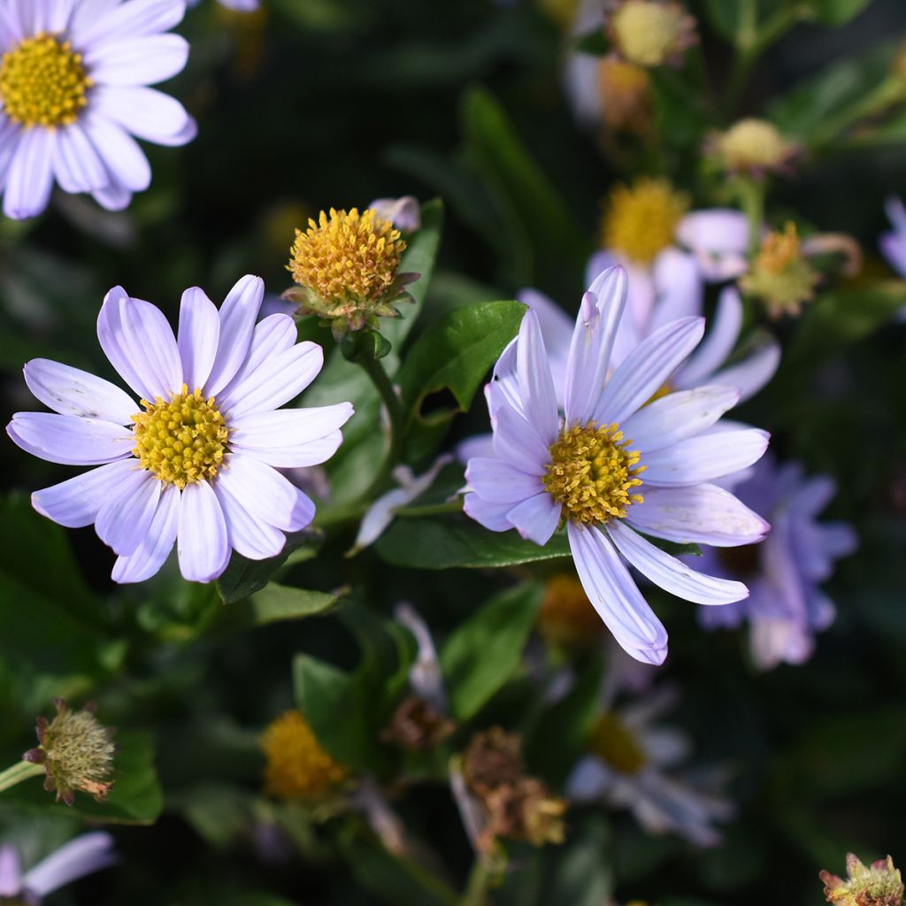 Kalimeris incisa Blue Star - Aster giapponese