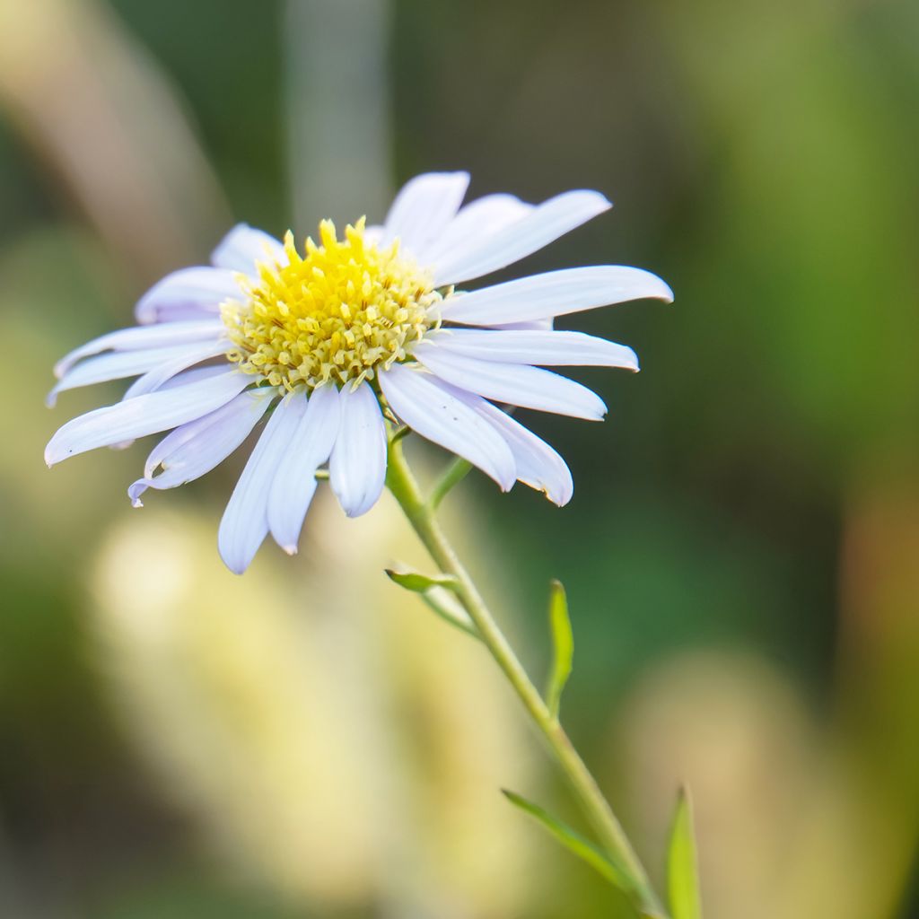 Kalimeris incisa Blue Star - Aster giapponese