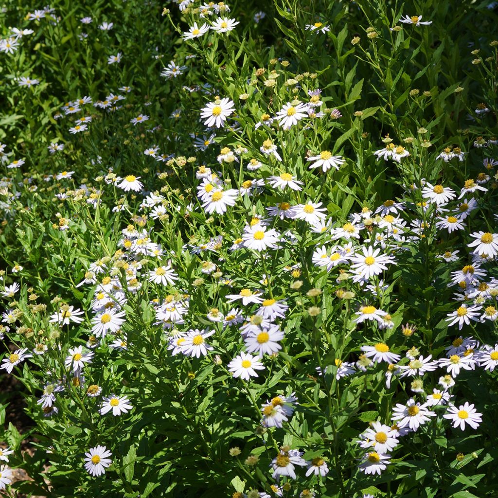 Kalimeris incisa Blue Star - Aster giapponese