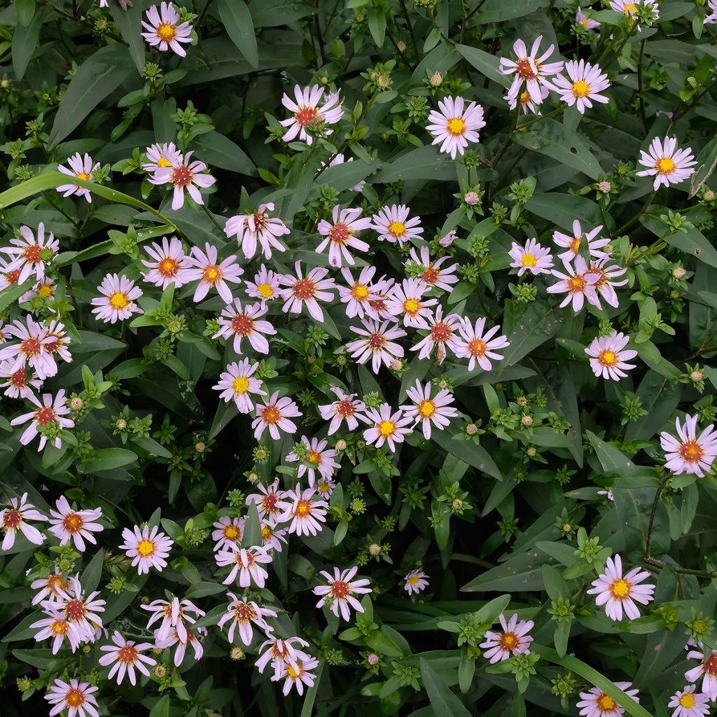 Kalimeris incisa Charlotte - Aster giapponese