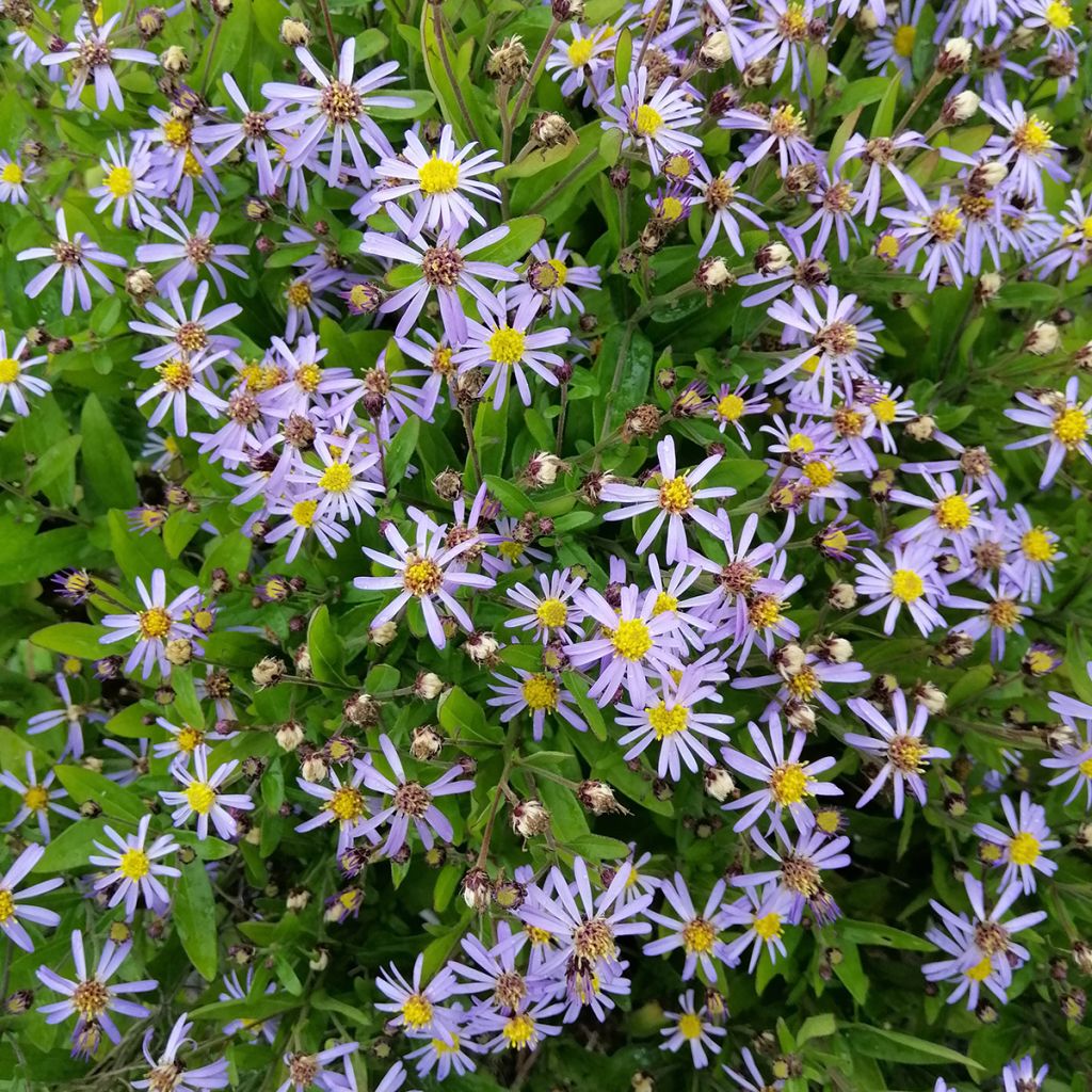 Kalimeris incisa Nana Blue - Aster giapponese