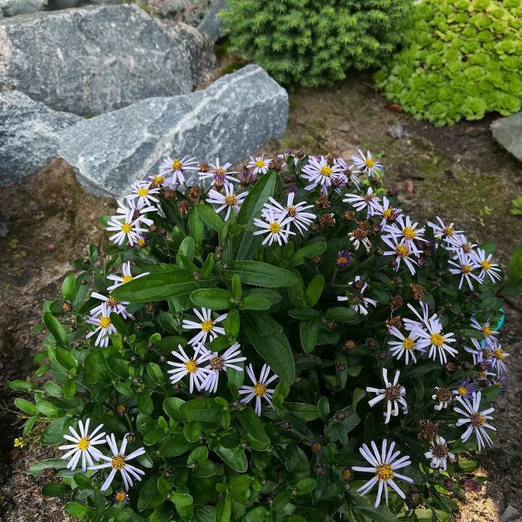 Kalimeris incisa Nana Blue - Aster giapponese