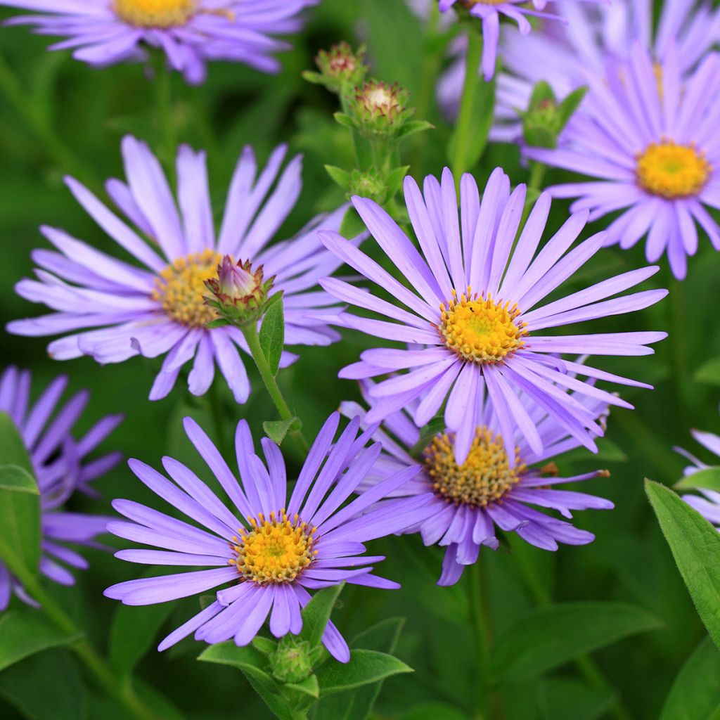 Kalimeris incisa Blue Star - Aster giapponese