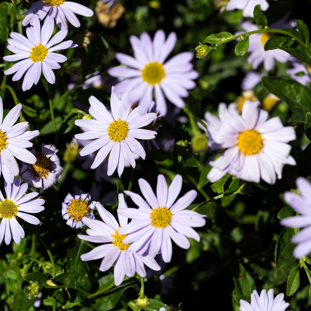 Kalimeris incisa - Aster giapponese