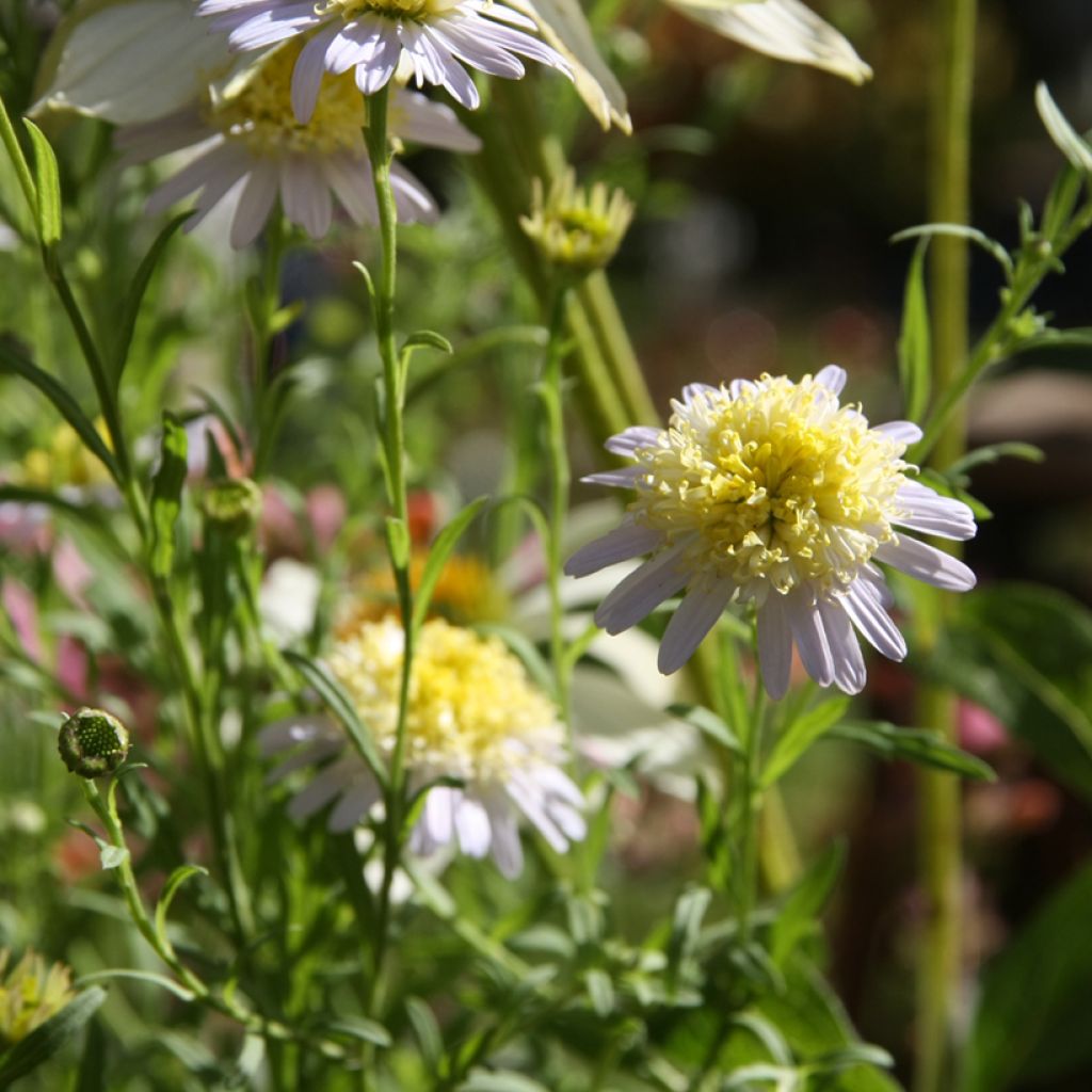 Kalimeris pinnatifida var. hortensis - Aster giapponese