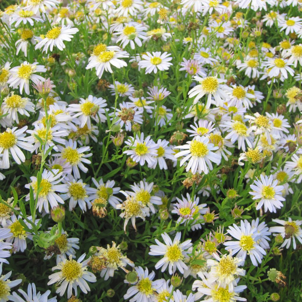 Kalimeris pinnatifida var. hortensis - Aster giapponese