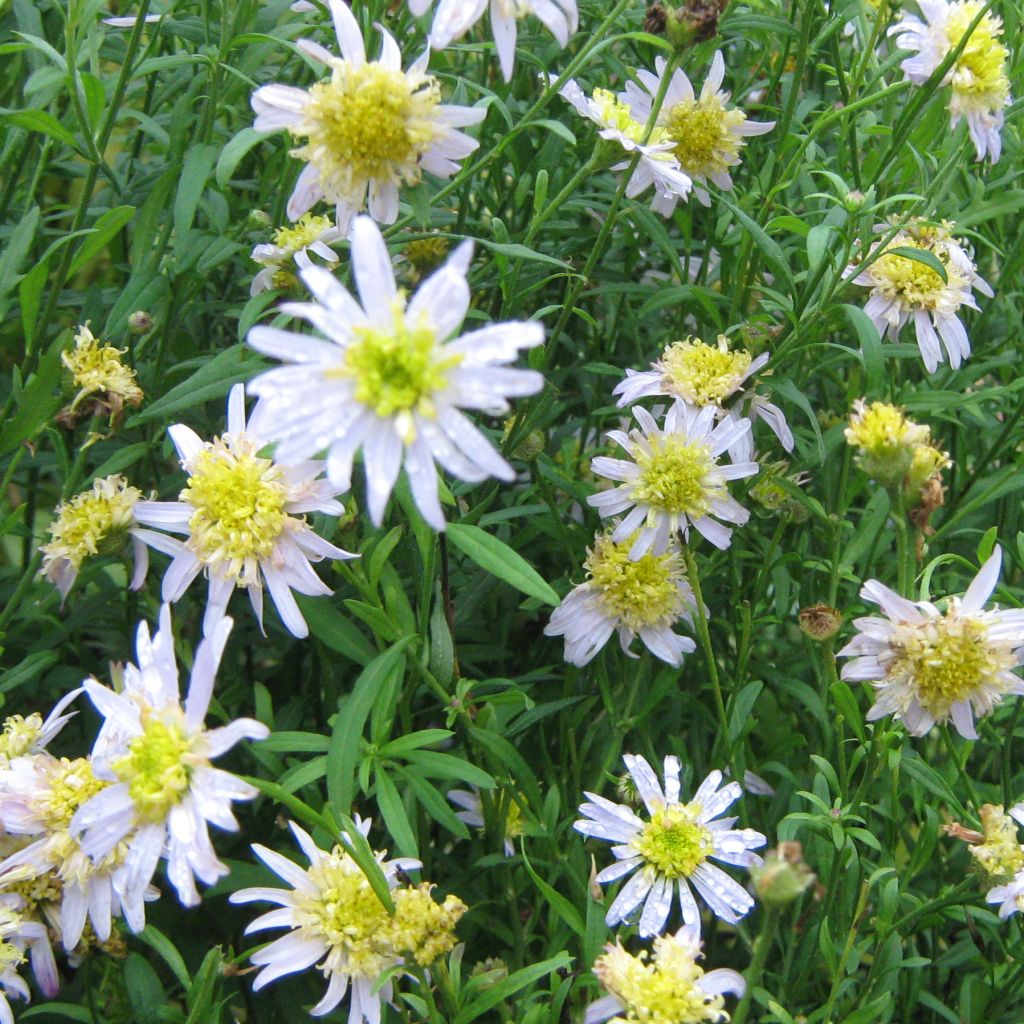 Kalimeris pinnatifida var. hortensis - Aster giapponese