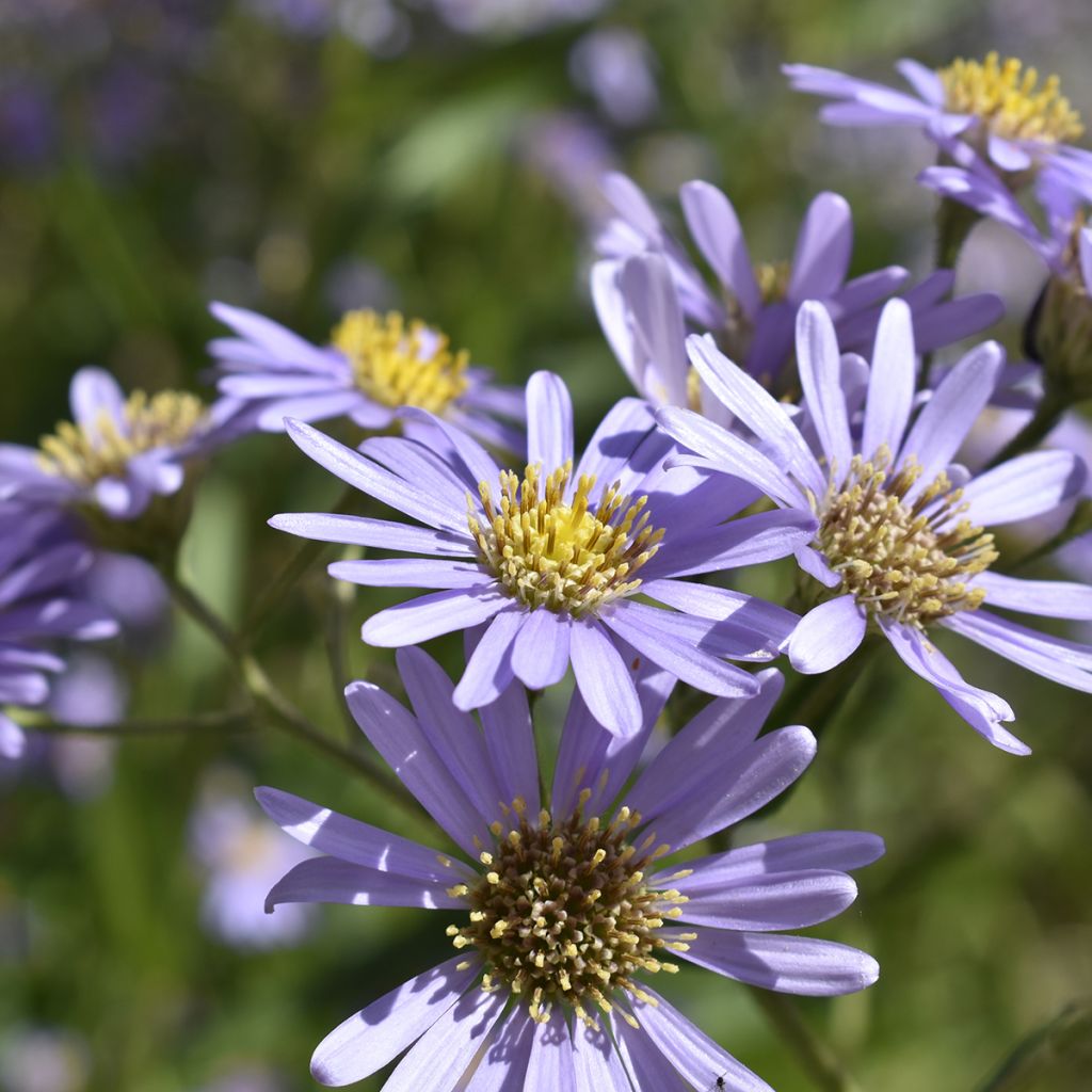 Kalimeris yomena Shogun - Aster giapponese