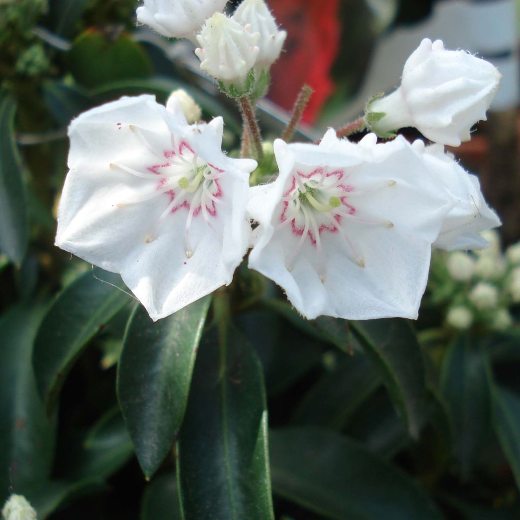 Kalmia latifolia Elf - Alloro di montagna